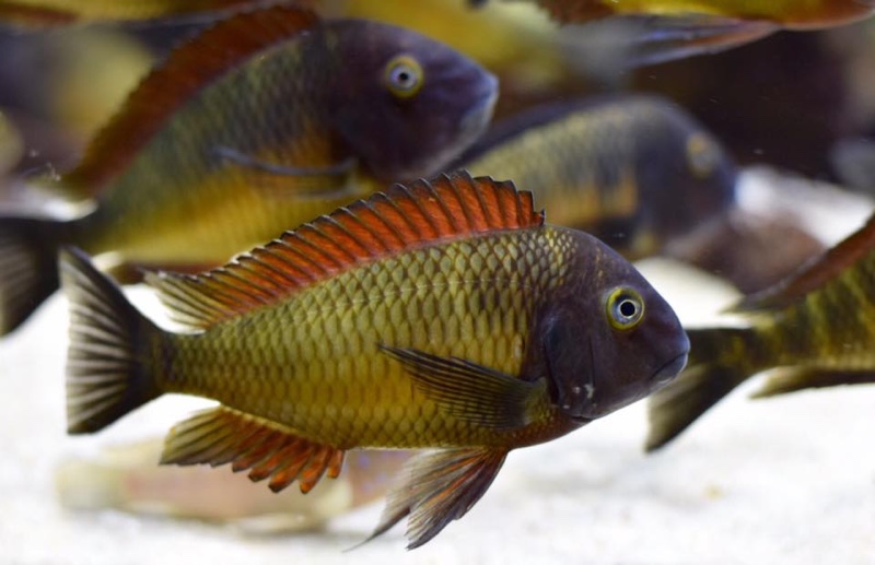 Tropheus Ilangi